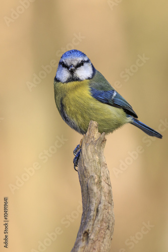 Blue Tit (Parus caeruleus) © chris2766