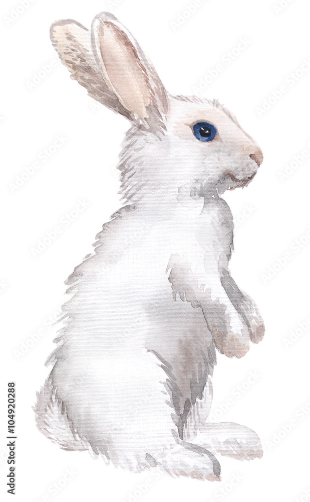 Fototapeta premium biały królik na białym tle