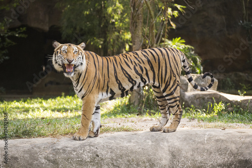 Bengal Tiger walking