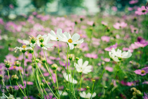 Cosmos flowers blooming in the garden