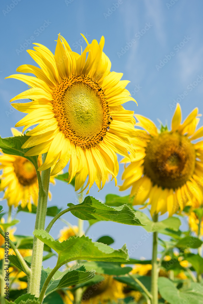 blooming flower of sunflower field in agriculture farm blooming flower of sunflower field in agriculture farm