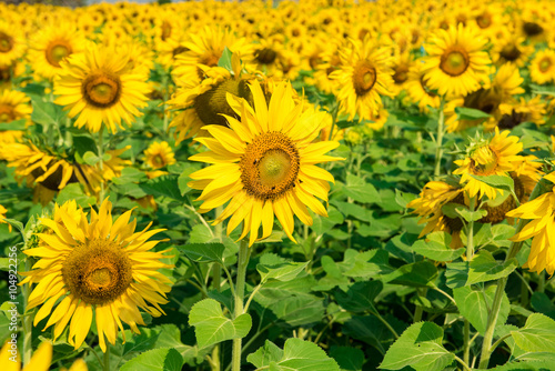 Fototapeta Naklejka Na Ścianę i Meble -  blooming flower of sunflower field in agriculture farm