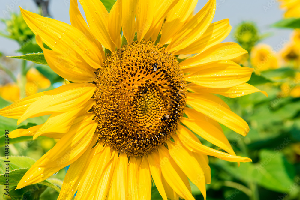 close-up of a beautiful sunflower close-up of a beautiful sunflower