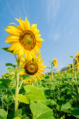 Fototapeta Naklejka Na Ścianę i Meble -  blooming flower of sunflower field in agriculture farm