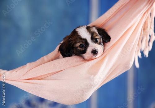 puppy in a hammock