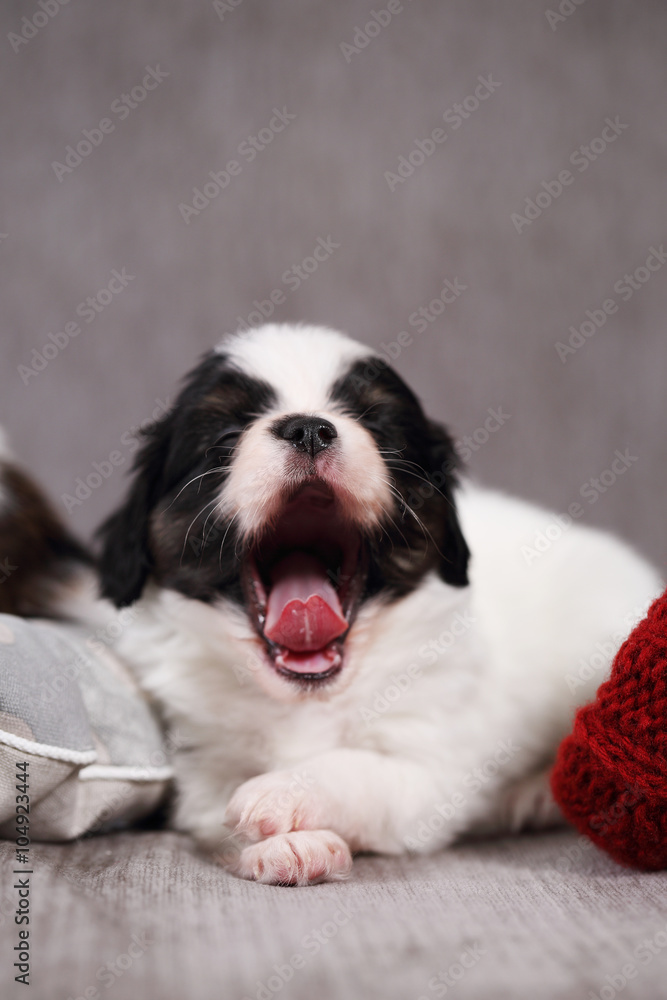 sweet puppy yawns