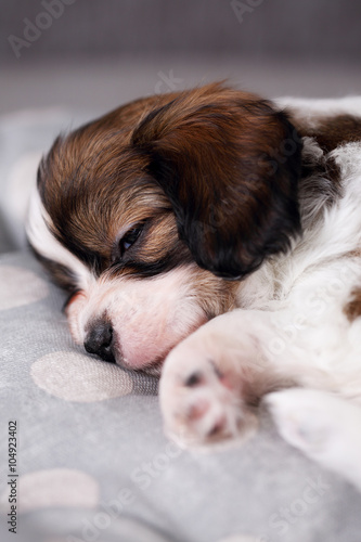 puppy sleeping on pillow