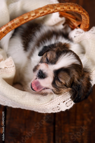 pup yawns in a basket © Mallivan