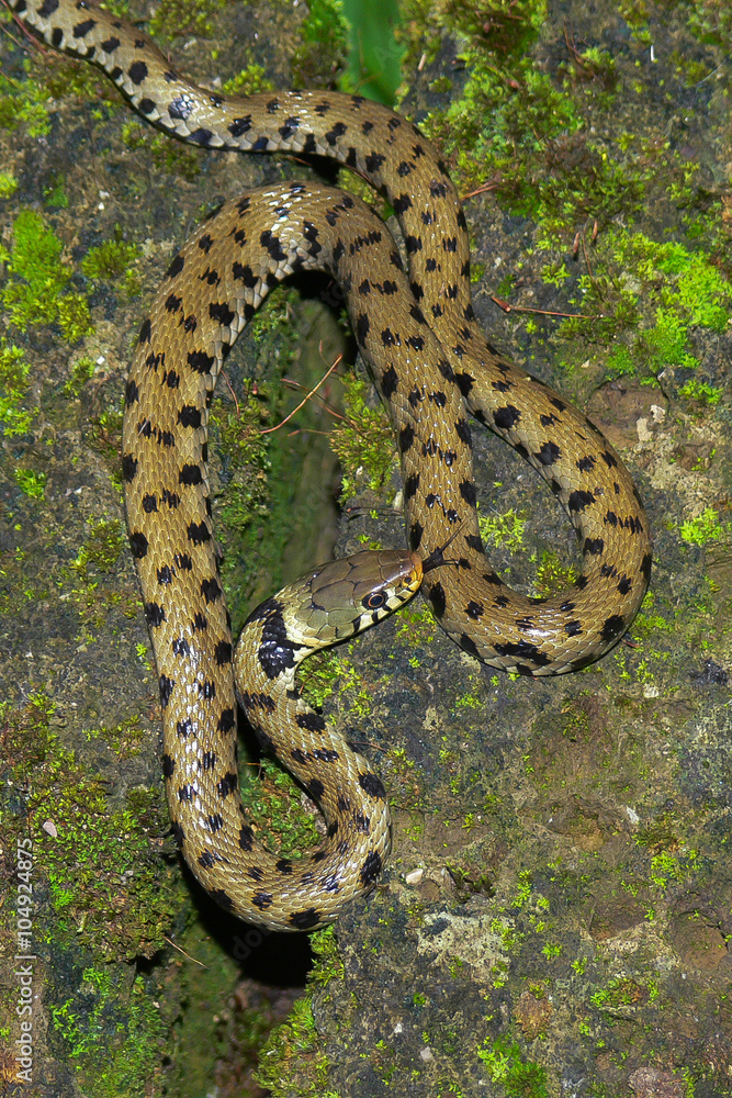 Cap Natrix natrice dal collare (Natrix natrix) Stock Photo | Adobe Stock