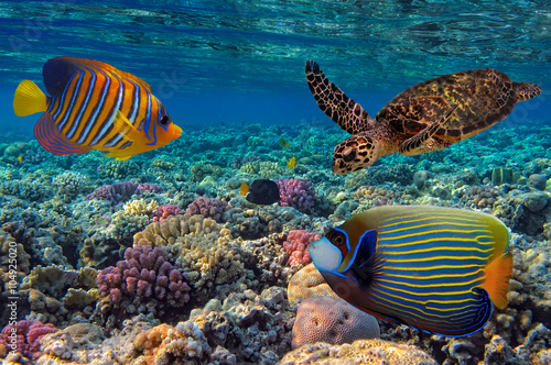 Colorful coral reef with many fishes and sea turtle. Red Sea  Eg