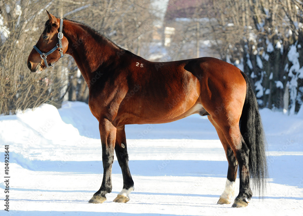 Conformation of the bay orlov trotter in winter Conformation of the bay orlov trotter in winter