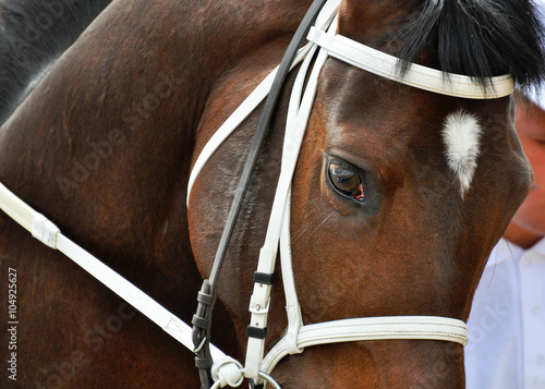 Eye of bay thoroughbred stallion in a white bridle