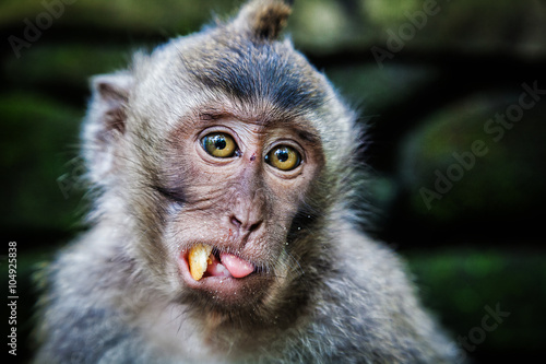 Long-tailed macaque in Sacred Monkey Forest, Ubud, Indonesia photo