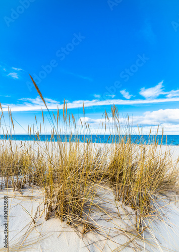 Sea landscape with sandy dunes and grass