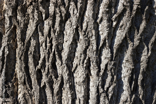 Organic pattern, Tree bark texture