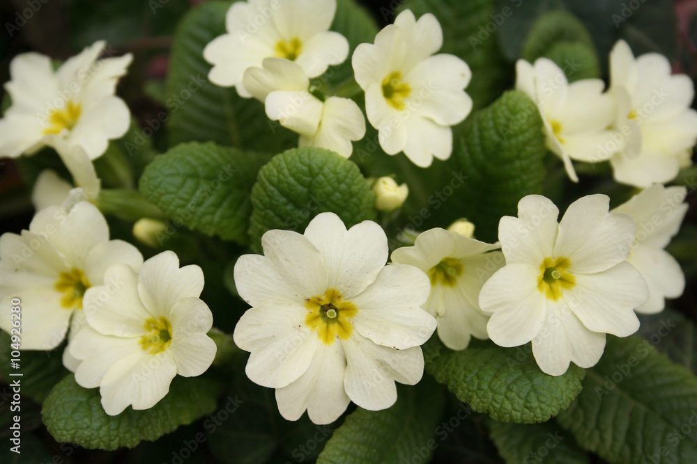 Obraz premium Primula gialla in primavera