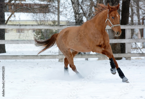 Red horse runs free in winter