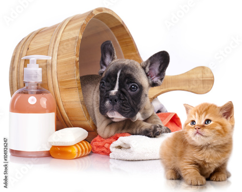 Fototapeta Naklejka Na Ścianę i Meble -  puppy bath time - French  bulldog puppy in wooden wash basin with soap suds