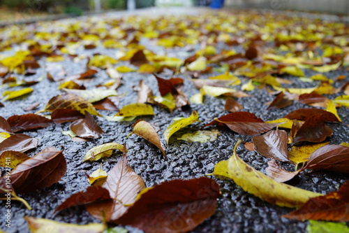 濡れたアスファルトに落ちる紅葉 雨上がり もみじ 秋