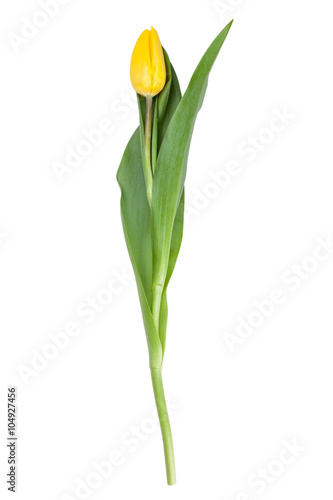 Fototapeta Naklejka Na Ścianę i Meble -  Yellow tulip isolated on white background