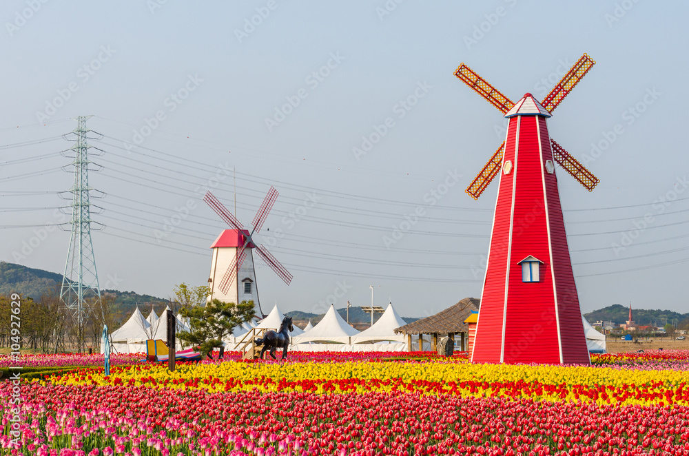 colorful tulips and wooden windmills in the park,South Korea..