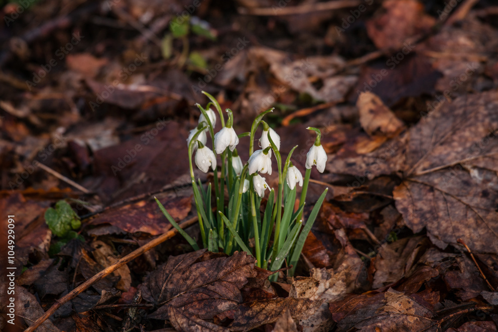 Snowdrop flowers covered with dark leaves Snowdrop flowers covered with dark leaves