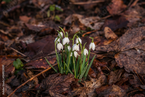 Snowdrop flowers covered with dark leaves