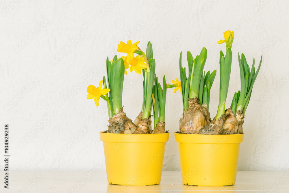 Flowerpots with yellow daffodils Flowerpots with yellow daffodils