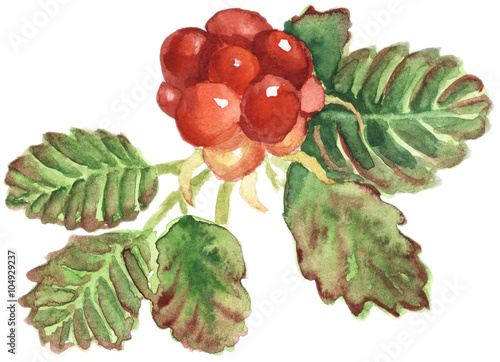Konstfotografi illustration of arctic bramble