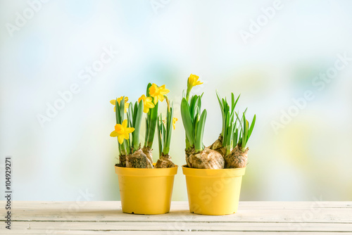 Fototapeta Naklejka Na Ścianę i Meble -  Two flowerpots with daffodils
