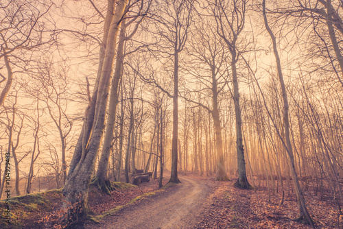 Sunrise in a misty forest © Polarpx