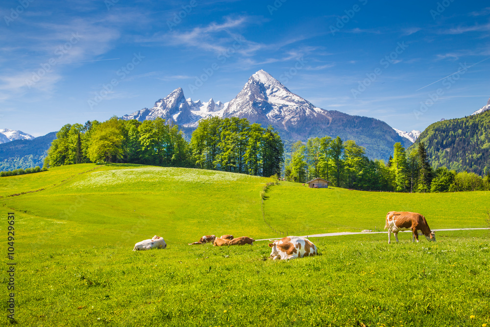 Obraz premium Idyllic landscape in the Alps with cows grazing on green meadows in spring