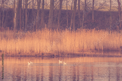Birds in a lake with rushes