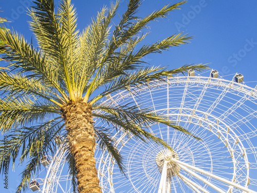 Ferris wheel and palm tree, blue sky, photo