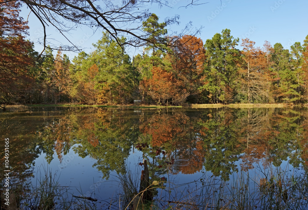 Reflections on a Pond-W G Jones State Forest