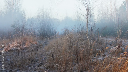 Wallpaper Mural frozen grass and forest in winter morning fog Torontodigital.ca