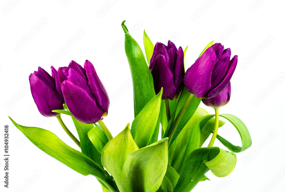 Tulip. Beautiful bouquet of tulips. Colorful tulips. Tulips in spring. Tulips violet. Tulip on white background. Tulip purple. ulip. tulips macro, isolated tulips on white background for card. Tulip. Beautiful bouquet of tulips. Colorful tulips. Tulips in spring. Tulips violet. Tulip on white background. Tulip purple. ulip. tulips macro, isolated tulips on white background for card.