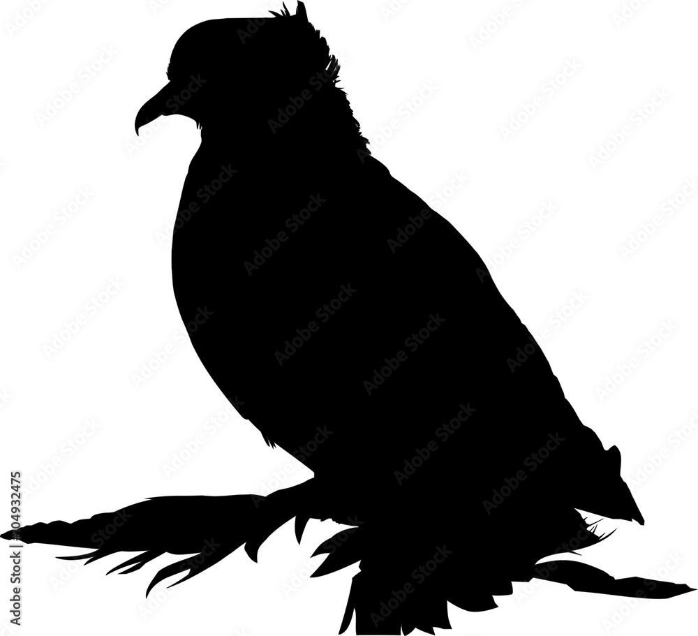 Obraz premium Silhouette of peacock-pigeon