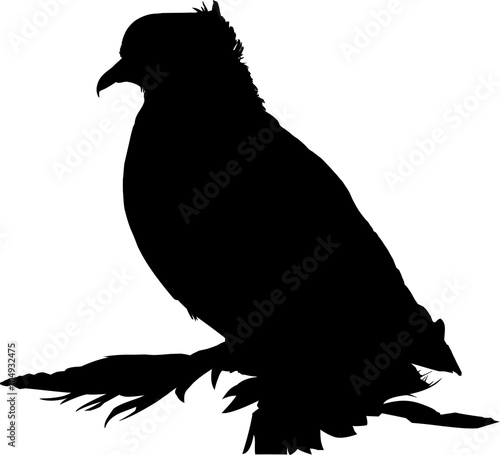 Silhouette of peacock-pigeon
