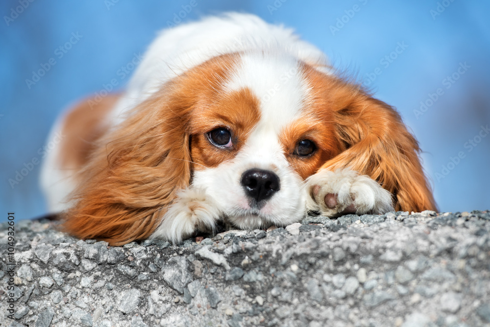 adorable sad cavalier king charles spaniel dog outdoors