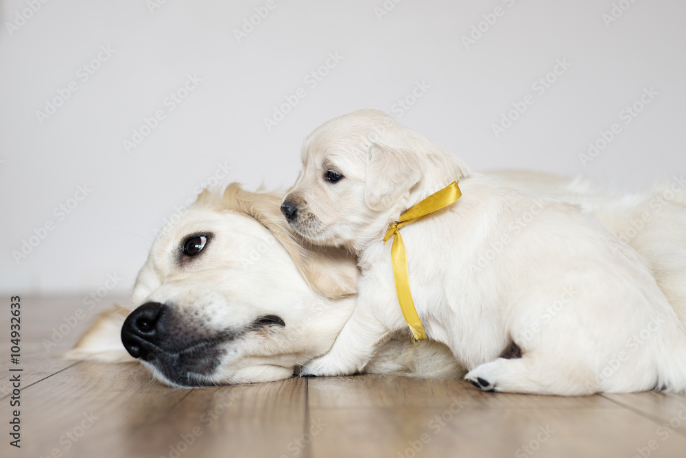golden retriever puppy with mom golden retriever puppy with mom