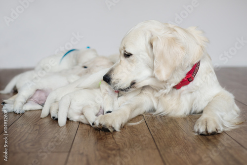 golden retriever dog with puppies on the floor
