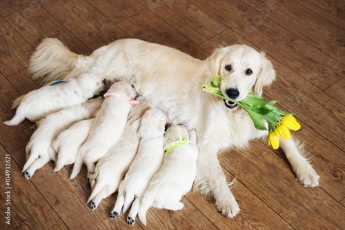 dog feeding newborn puppies