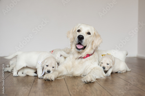 Fototapete happy golden retriever dog with her puppies