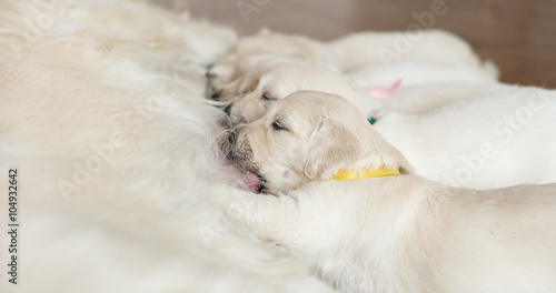 Canvas Print newborn puppies feeding