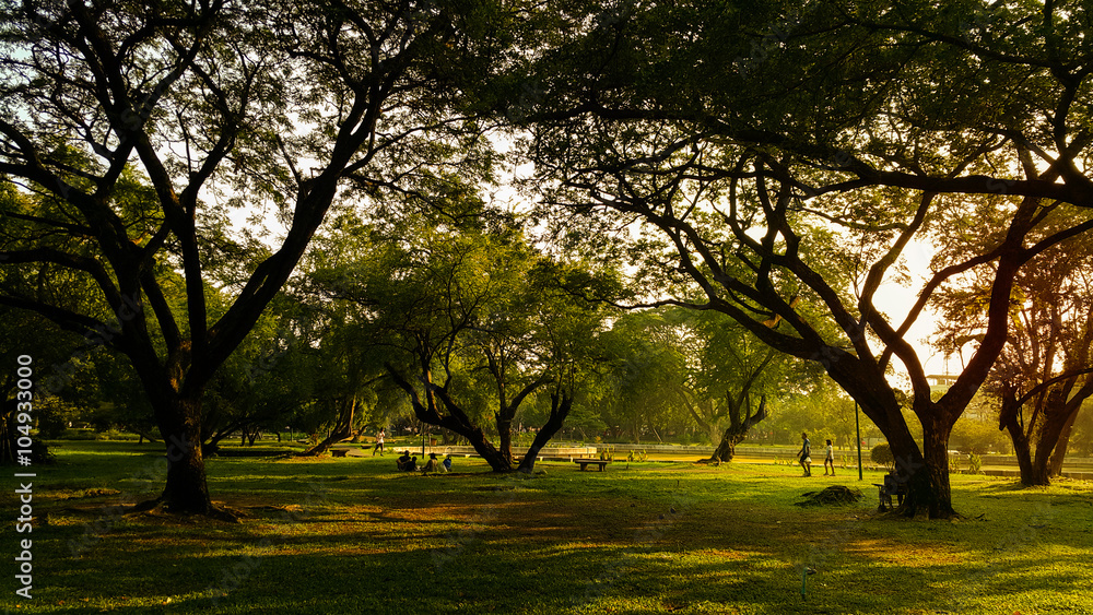 Obraz premium Morning light touch Big tree in the garden