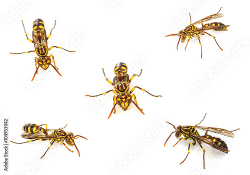 set of wasp isolated on white background
