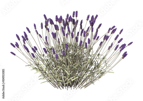 Fototapeta Naklejka Na Ścianę i Meble -  Lavender Flowers on White