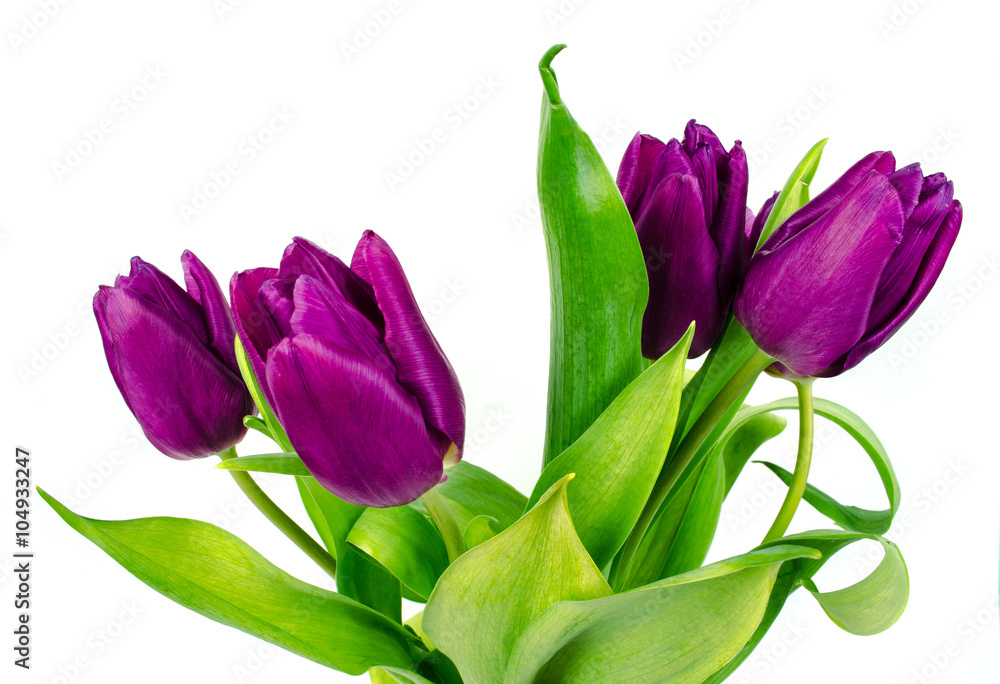 Tulip. Beautiful bouquet of tulips. Colorful tulips. Tulips in spring. Tulips violet. Tulip on white background. Tulip purple.  ulip.  tulips macro, isolated tulips on white background for card.