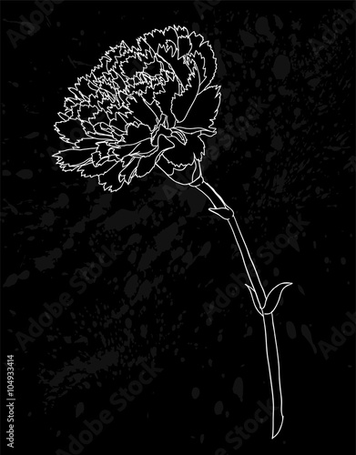beautiful monochrome black and white carnation flower isolated on white background. Hand-drawn contour lines and strokes